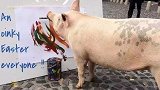 世界上唯一一只会画画的猪，一幅画卖27000元，被称为猪加索