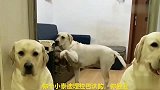 赛文夸赞老大漂亮，说泰迪长的丑，结果赛文寡不敌众被吓跑，逗