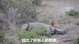 雄狮侥幸捕到一只1000斤的犀牛，犀牛还没死，狮子就啃了起来