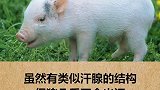关于猪的冷知识颠覆你的认知。