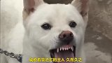 看见喂食就狂叫，主人知道原因后，用爱心改变这只狗狗