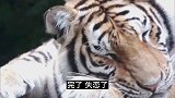 为何多情的人总被无情的伤