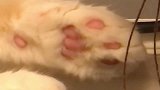 不是亲眼所见，我死都不信，这竟然是猫咪的！