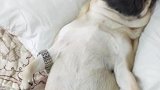 八哥犬带娃太累，睡觉了