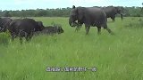 这头野牛飘了，竟然敢挑衅大象，结果惨被大象开膛破肚