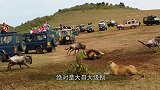 流浪雄狮的组合，就是草原上的“黑洞”，甚至会对同类下手！