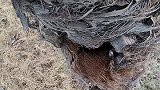 解救跌落草地的猫头鹰雏鸟，将它送回鸟窝里