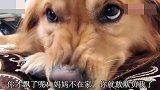 男主偷吃金毛的牛肉干，气的金毛呲牙咧嘴，男主一唱歌吓跑了