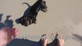 狗狗挖沙忽然感觉不对劲儿，下一秒可别笑，镜头拍下全过程