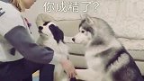 吃饭，狗子看到了想吃，先来个祷告，眼神好深邃