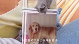 猫妈四处寻找孩子，却在金毛窝里发现了，随后金毛“母性爆发”.