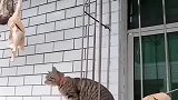 外面挂的鸡就是香，看把狸花猫馋的，可是就是够不着！