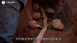世界上最大的白蚁窝，至今已有3800年历史，面积大的惊人