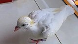 有一只满屋溜达的小鸽子是种怎样的体验
