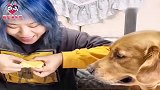 女主人的零食没给金毛吃，狗狗拿出臭脚丫子一顿比划，太逗了