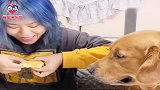 女主人的零食没给金毛吃，狗狗拿出臭脚丫子一顿比划，太逗了