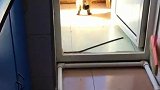 猫：我来偷一个咸鸭蛋尝尝！