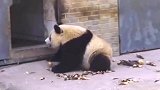 熊猫弟弟帮哥哥拿竹笋，结局搞笑了，太可爱了！