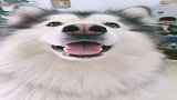 那些说你不宠它，有人宠它
