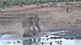 犀牛和大象打架 场面激烈殃及小犀牛