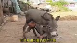 爆笑：农村大哥非要跟驴过不去！