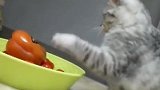 猫：这是个什么东西，不知道能吃不！