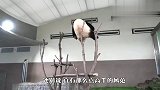 熊猫学了一招铁头功，下一秒抱头痛哭，场面笑翻了