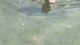 猴子在水中寻找弄丢的果实。网友：竟然还会用爪子遮挡眼睛的光线