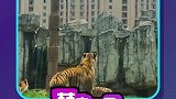 你只管努力其他的交给运气
