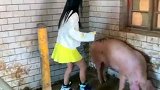 现在养猪，没点技术还不行了！