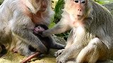 第一次猴妈妈用好方法，坐回头面对手触摸的猴宝宝