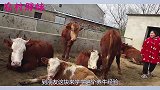 大洋开养鸡场太嘚瑟，胖妹眼馋放言要开养牛场，夫妻俩一起致富