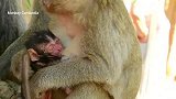 刚出生的小猴子贝文很饿，猴妈妈小心翼翼扶着宝宝让它尽情地喝！