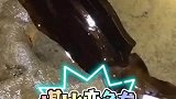 乌贼也是会变色的，堪比变色龙