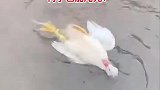 鸭子也能淹死，真是活久见