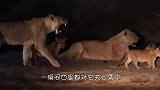 饥饿的鬣狗捕食河马，它却一动不动，这是为什么？