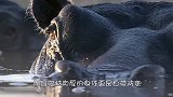 饥饿的鬣狗捕食河马，它却一动不动，这是为什么？