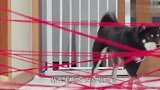 史上最严峻挑战来了！柴犬能挑战成功吗？结局笑翻了