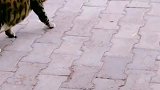猫：趁我没反悔，你走快点！