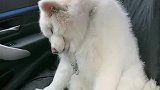 狗子在车上打瞌睡，主人一句话狗子立马精神了