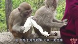 全民配音大赛：猴子告诉你，什么才是正大光明的抢劫
