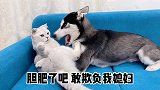 天气太热了，给狗子们降降温