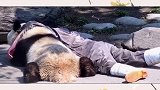 大熊猫《国宝的友谊》