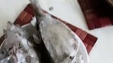 大叔也太狠了，箱鲀清蒸一下就敢吃