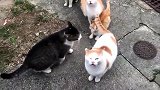 萌宠 撸猫圣地，猫咪的天堂，全是瞄[流畅版]
