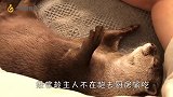 为了防止水獭去厨房偷吃，铲屎官特意买来隔断，结果却让主人崩溃