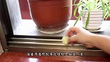窗户边上放一卷透明胶带，作用太厉害了，可惜才知道