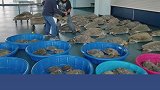 无法忍受寒潮 美国得州4700只海龟被冻僵