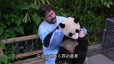 中国熊猫在英国遭受电击，游客目睹全过程，网友：请还回来