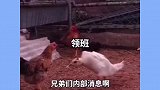 六只鸡一台戏，剧情太真实了！